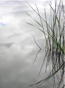 M01060wildgrassinmidair