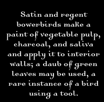  Satin and regent bowerbirds make